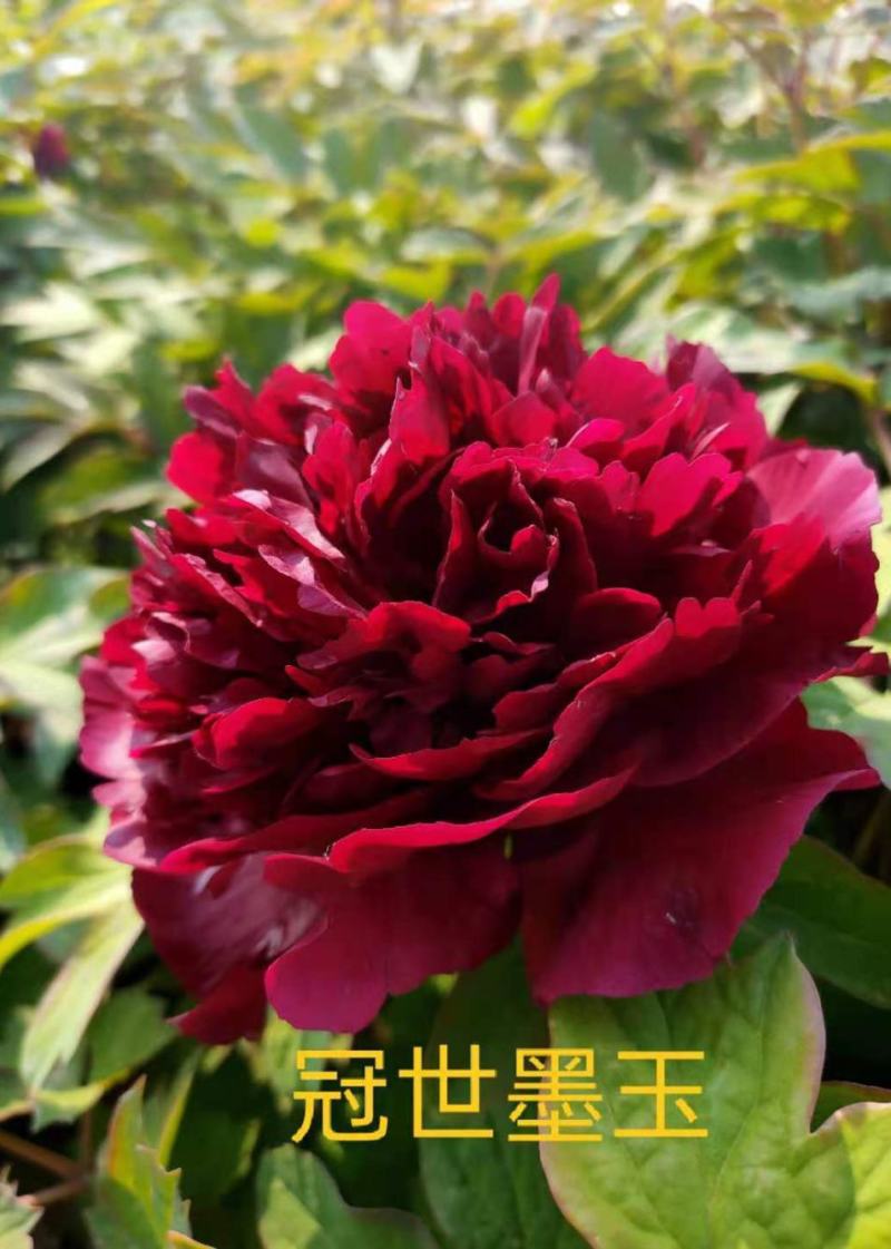 菏泽牡丹之都正宗观赏牡丹全花系重瓣千层花保品种保成活精品