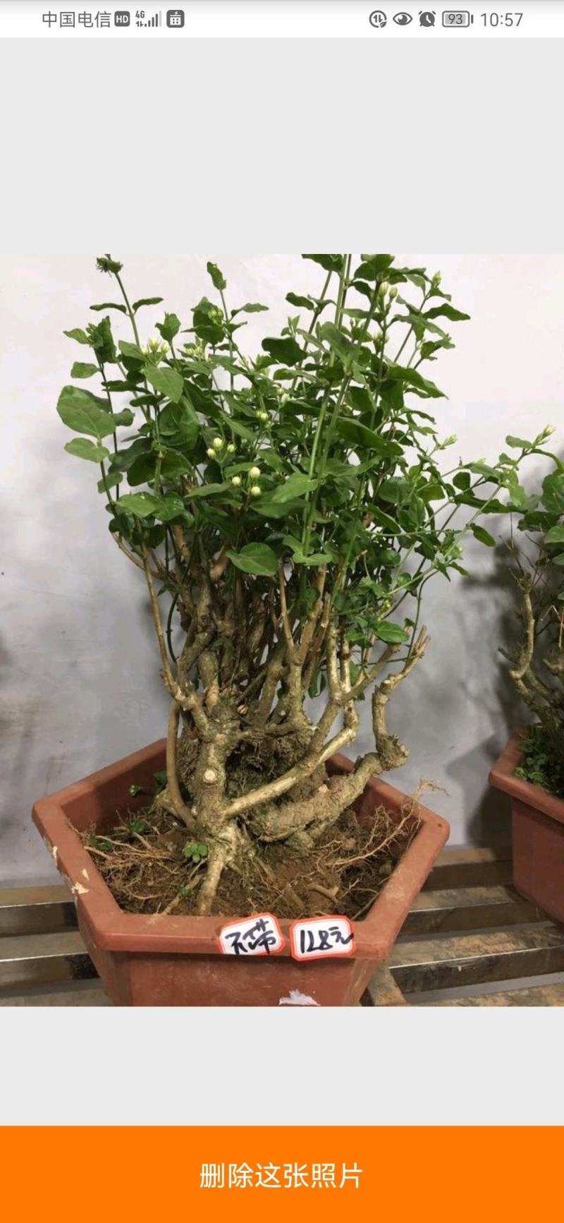 【基地直发】茉莉花盆栽茉莉花苗盆景花卉盆栽绿植茉莉老