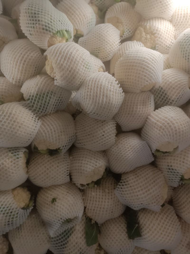 精品菜花，大量有货。