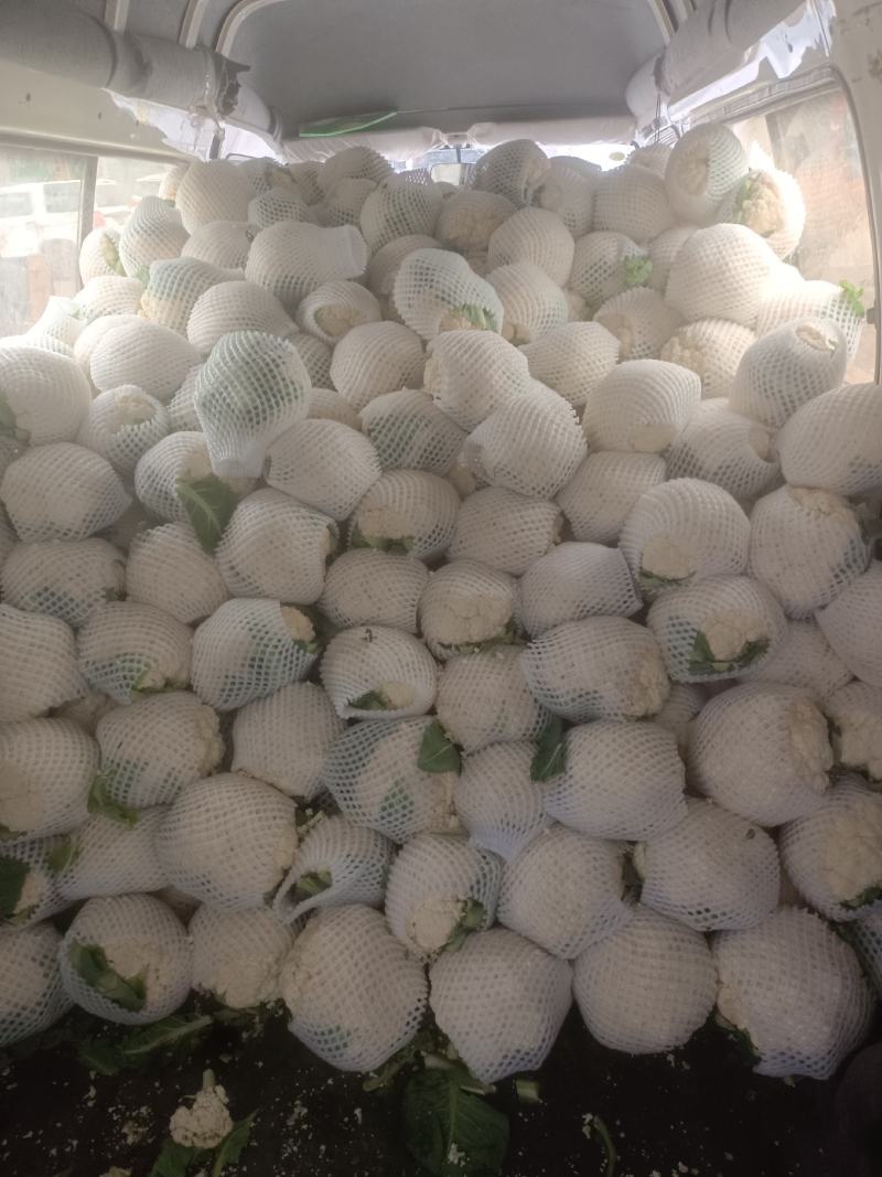 精品菜花，大量有货。