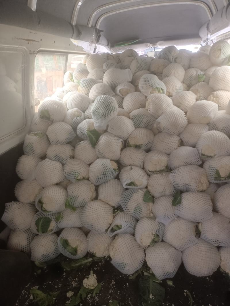 精品菜花，大量有货。