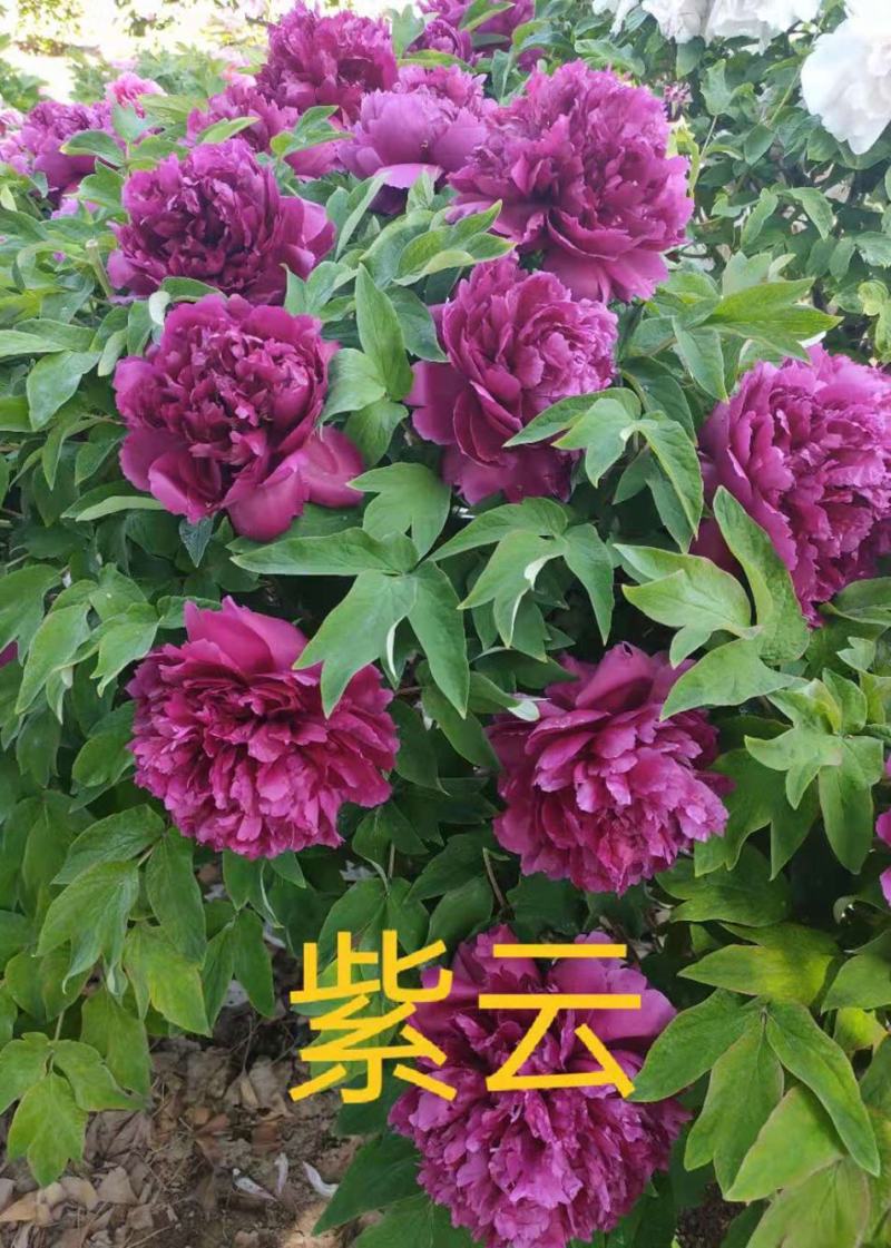 菏泽牡丹之都正宗观赏牡丹全花系重瓣千层花保品种保成活精品
