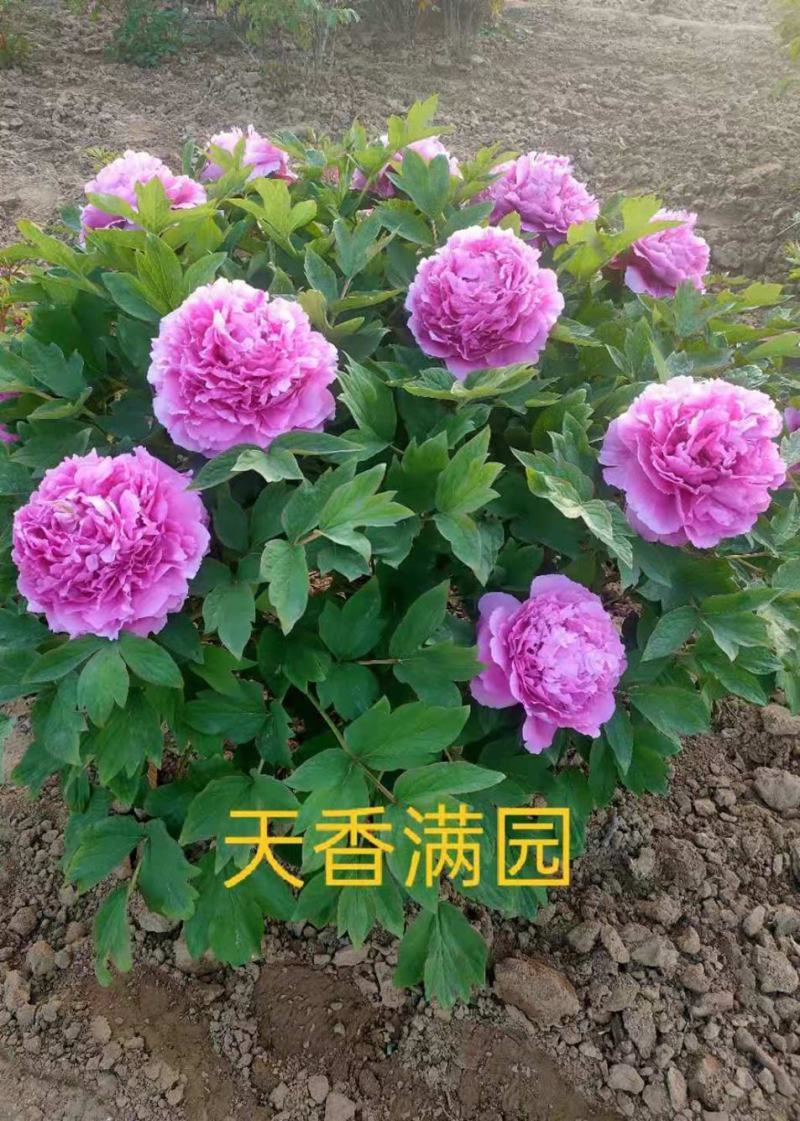 菏泽牡丹之都正宗观赏牡丹全花系重瓣千层花保品种保成活精品