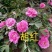 菏泽牡丹之都正宗观赏牡丹全花系重瓣千层花保品种保成活精品