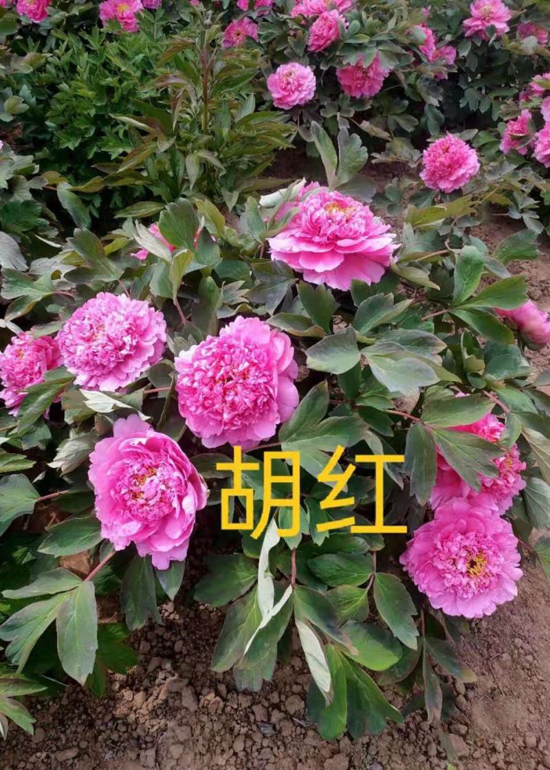 菏泽牡丹之都正宗观赏牡丹全花系重瓣千层花保品种保成活精品