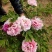 菏泽牡丹之都正宗观赏牡丹全花系重瓣千层花保品种保成活精品