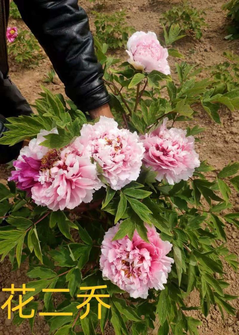 菏泽牡丹之都正宗观赏牡丹全花系重瓣千层花保品种保成活精品