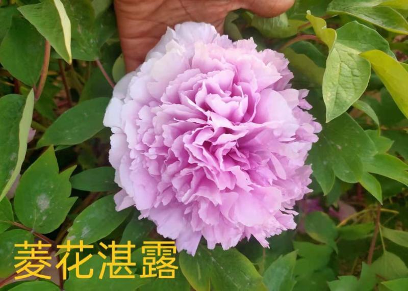 菏泽牡丹之都正宗观赏牡丹全花系重瓣千层花保品种保成活精品