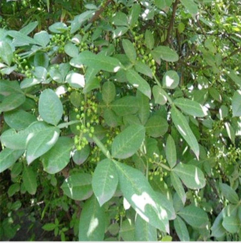 花椒树苗大红袍花椒苗四川食用麻椒苗盆栽地栽无刺当