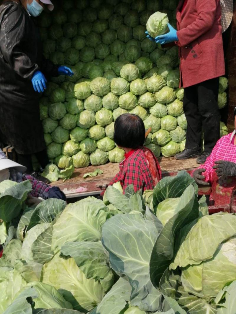 甘蓝，大头菜，卷心菜，