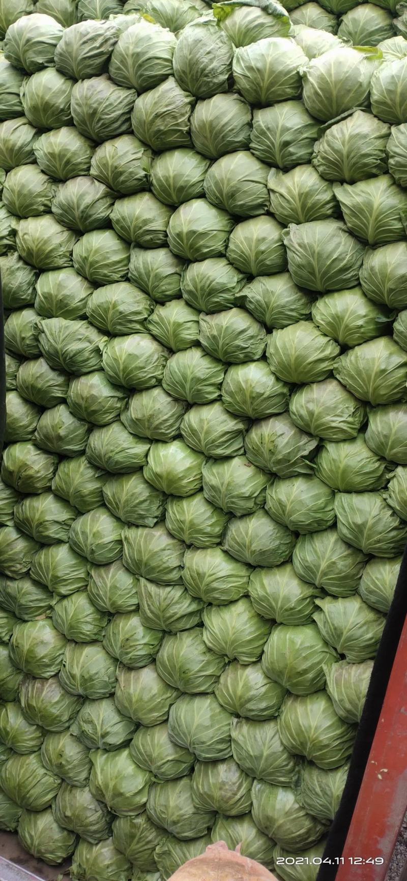 甘蓝，大头菜，卷心菜，
