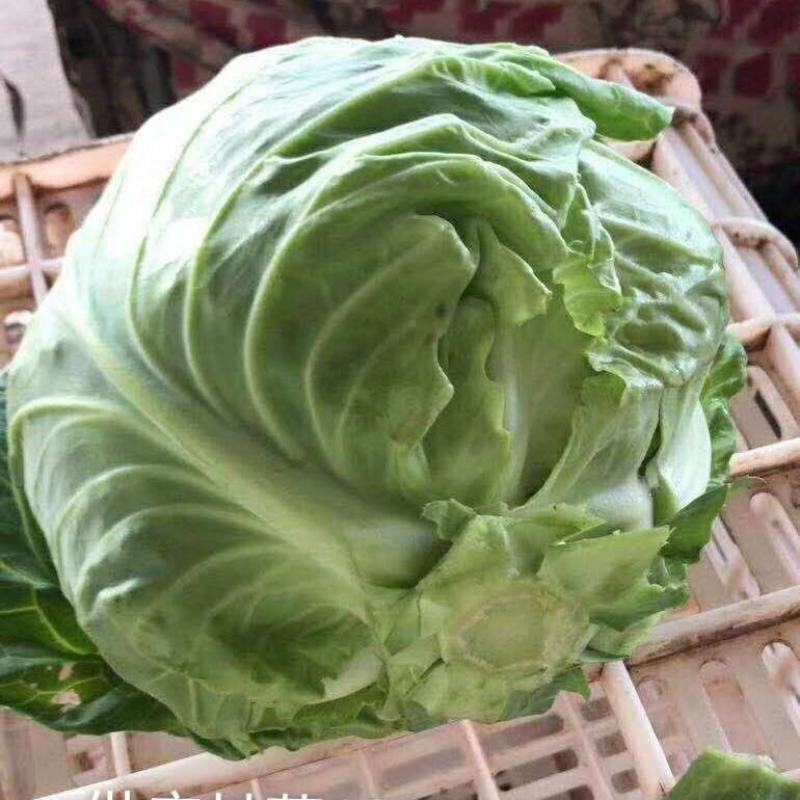 甘蓝，大头菜，卷心菜，