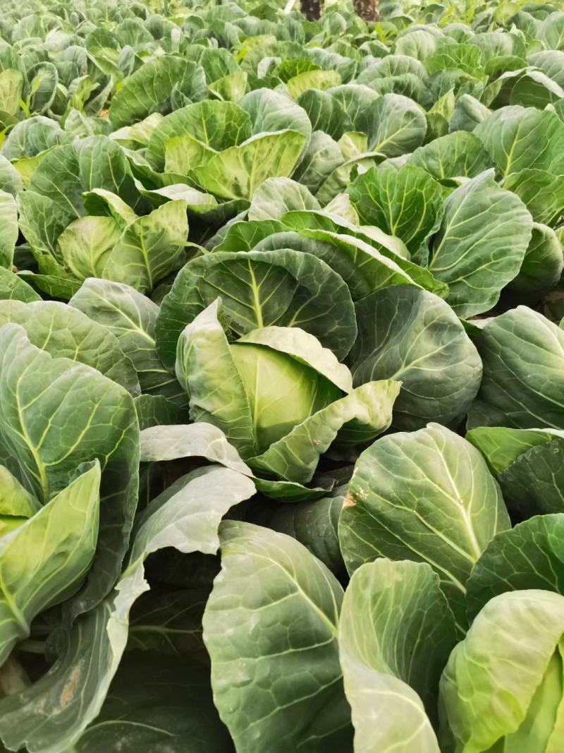 甘蓝，大头菜，卷心菜，