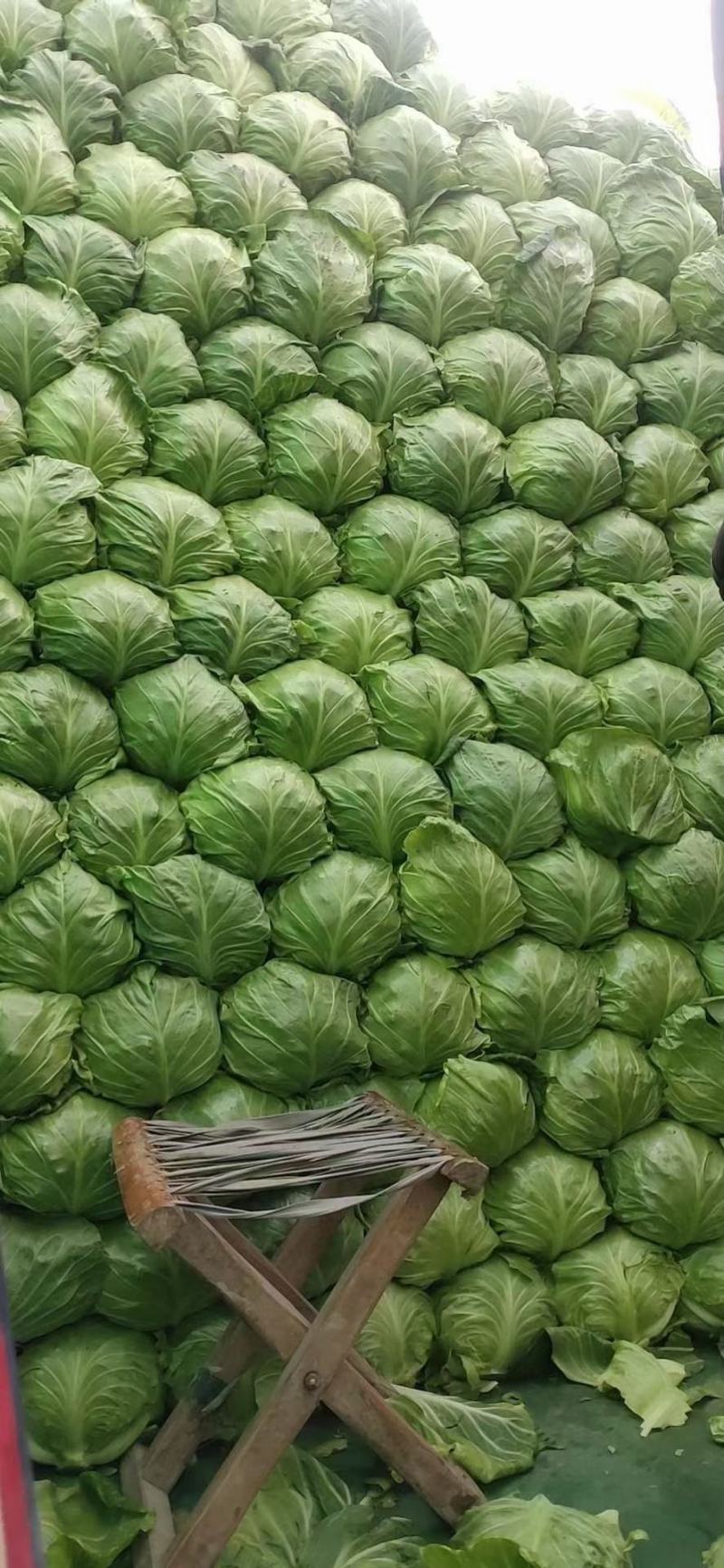 甘蓝，大头菜，卷心菜，