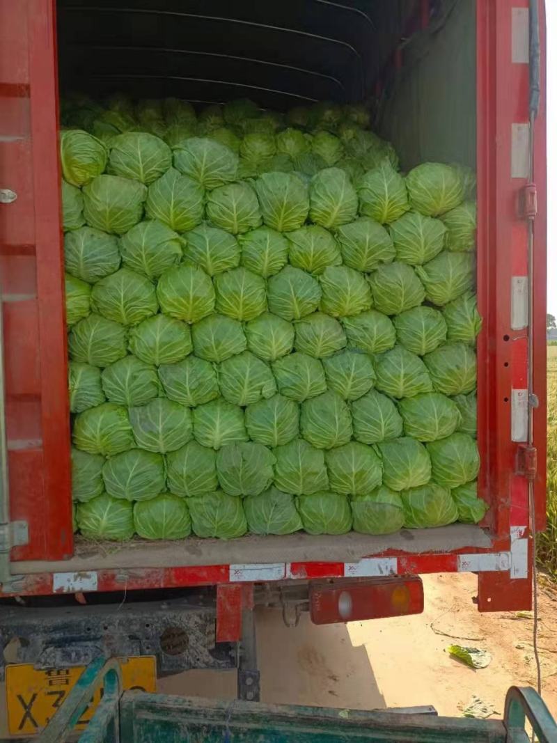 甘蓝，大头菜，卷心菜，