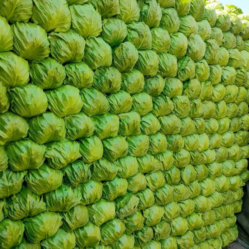 甘蓝，大头菜，卷心菜，