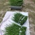 爱莎柑橘枝条(华美1号)品种保证基地自销现货供应