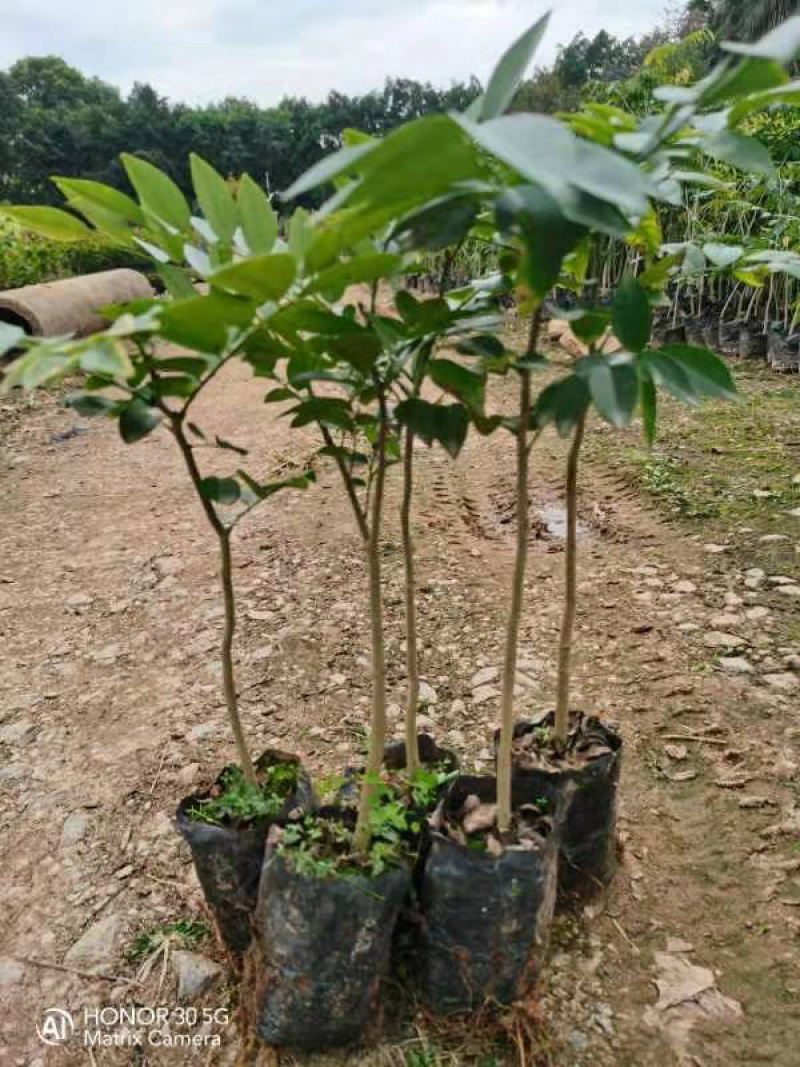 珍贵名贵木材树苗正宗海南黄花梨降香造林优选苗
