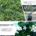 九里香树苗驱蚊草盆栽植物花卉植物室内外好养绿植