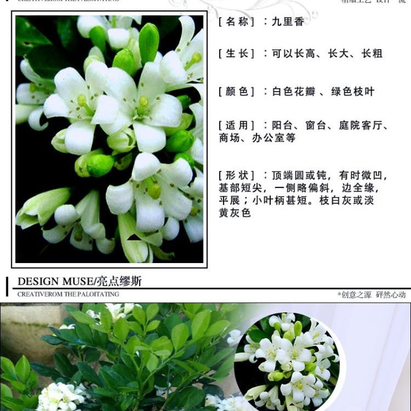 九里香树苗驱蚊草盆栽植物花卉植物室内外好养绿植