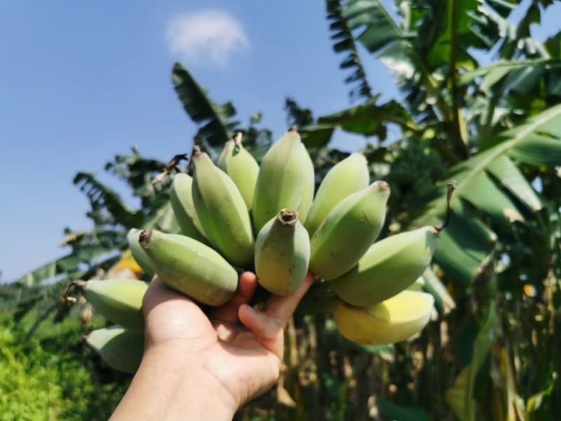 广东高州苹果蕉包邮