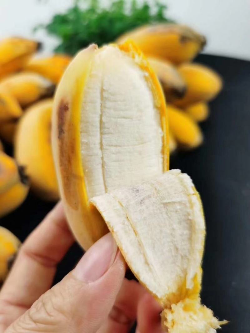 广东高州苹果蕉包邮