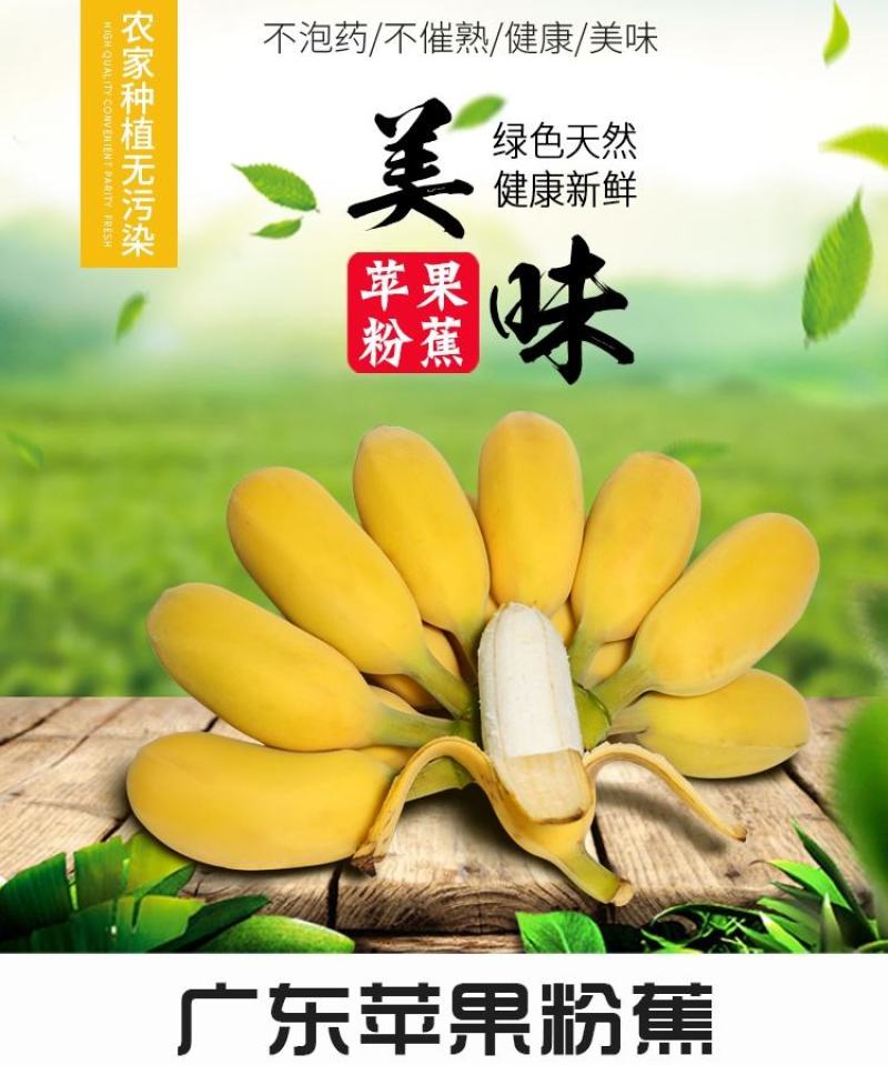 广东高州苹果蕉包邮