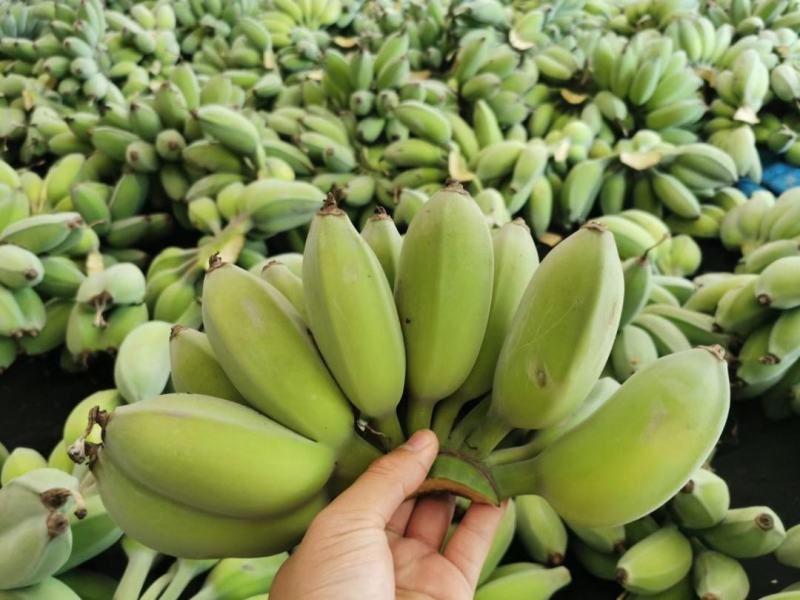 广东高州苹果蕉包邮