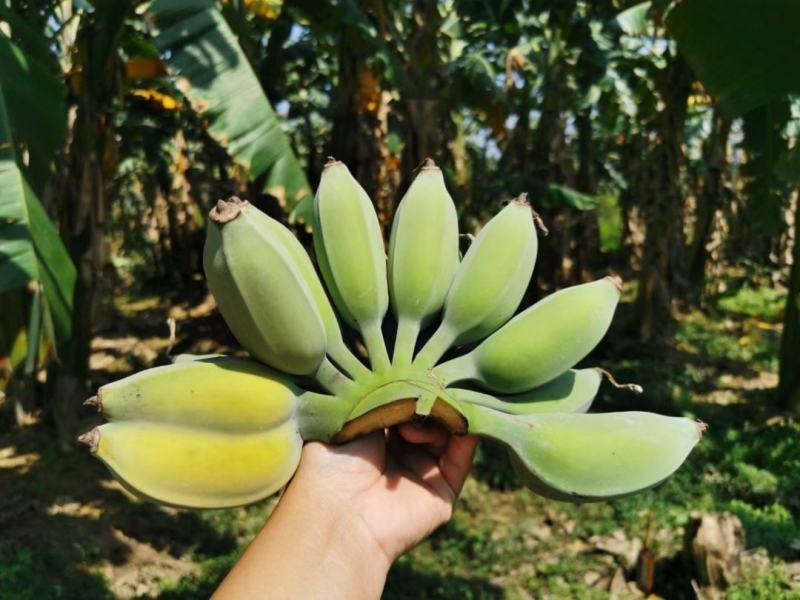 广东高州苹果蕉包邮