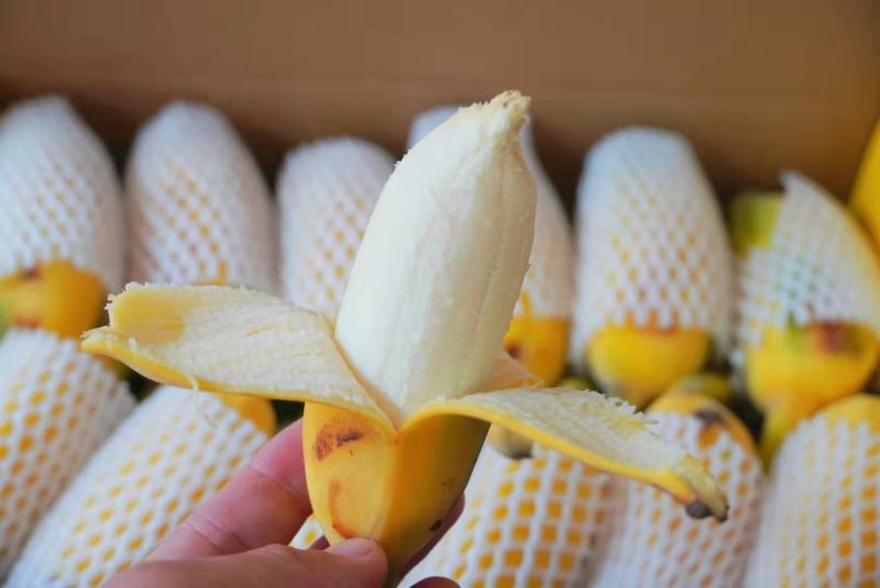 广东高州苹果蕉包邮