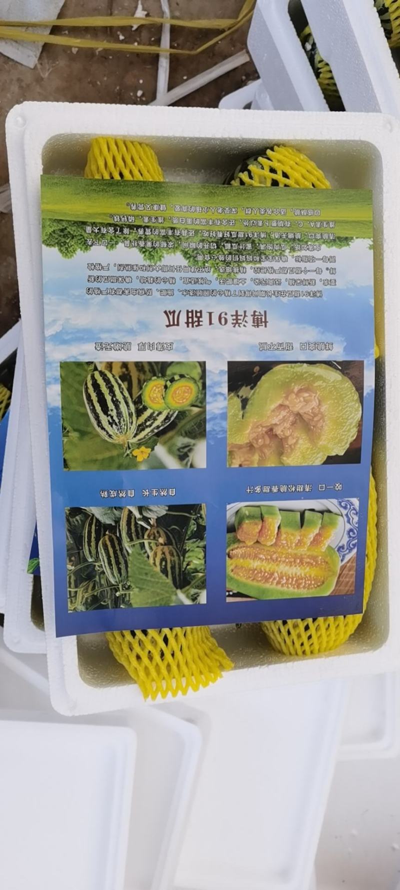 山东聊城莘县博洋九，皮薄肉多，汁水多，口感好，