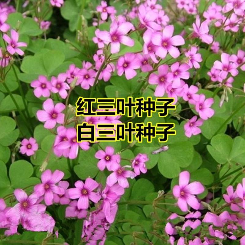 供应红三叶种子可观赏,做绿肥，耐湿性好,有药用