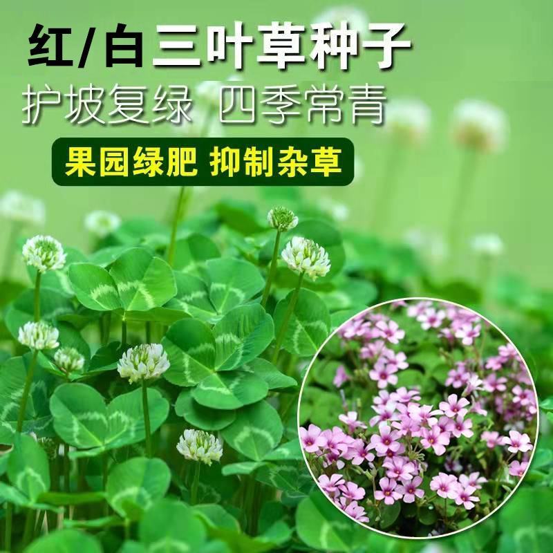 供应红三叶种子可观赏,做绿肥，耐湿性好,有药用