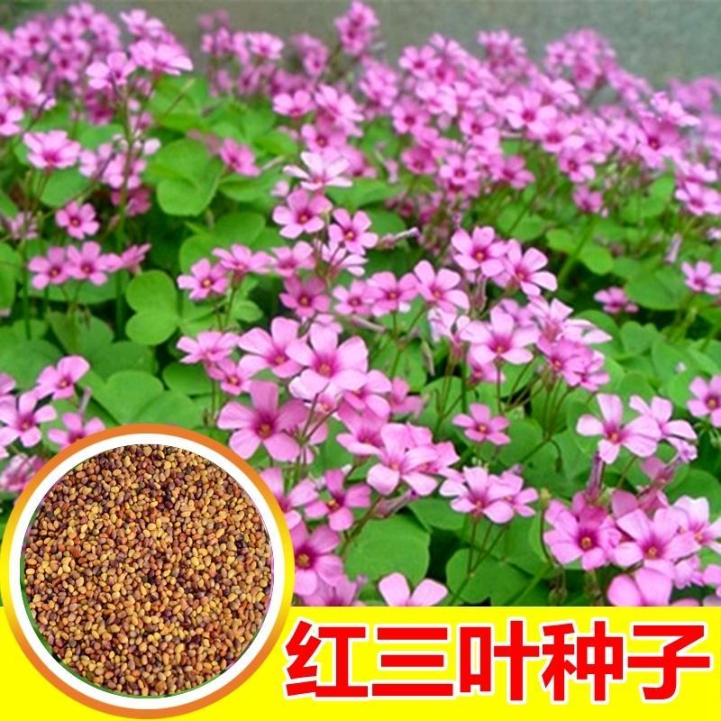 供应红三叶种子可观赏,做绿肥，耐湿性好,有药用