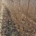 乌桕树、乌桕小苗地径0.6一2公分大量供应！