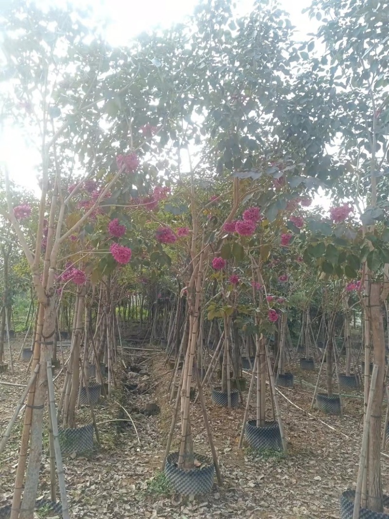 紫花风铃木，绣球紫花风铃木，30-250cm