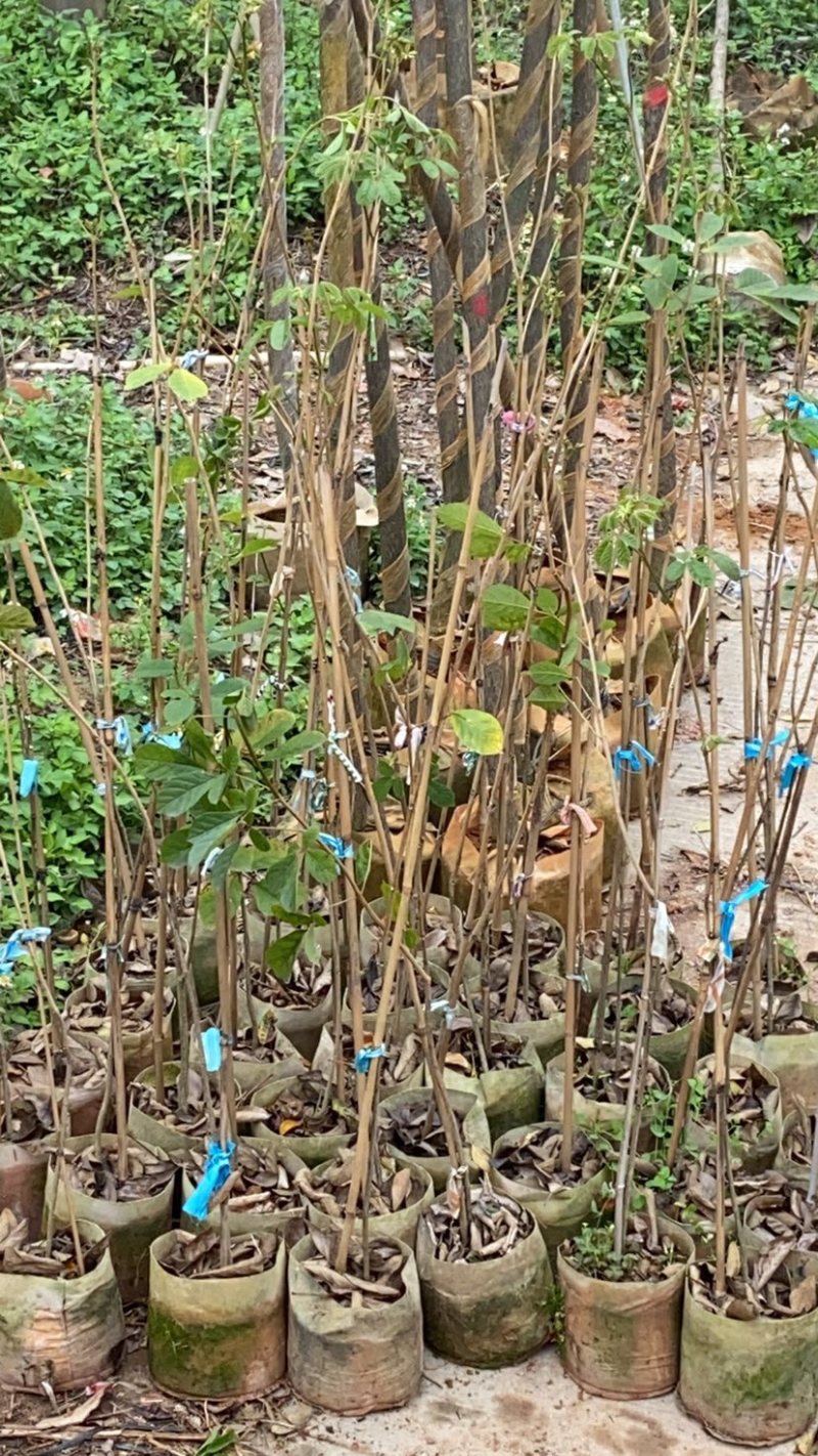 紫花风铃木，绣球紫花风铃木，30-250cm
