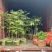 紫花风铃木，绣球紫花风铃木，30-250cm