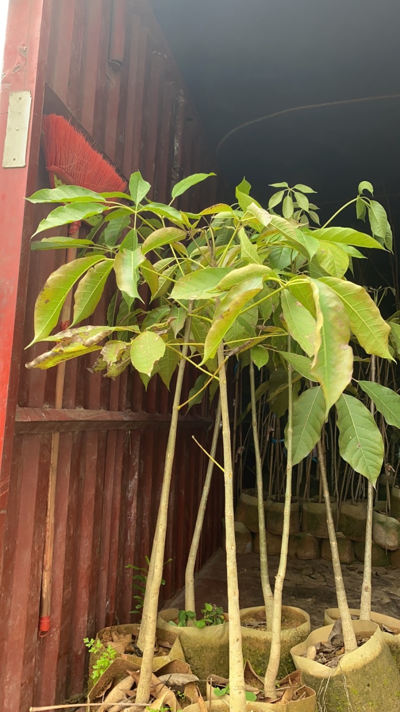 紫花风铃木，绣球紫花风铃木，30-250cm