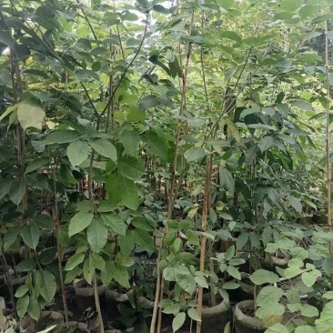 紫花风铃木，绣球紫花风铃木，30-250cm