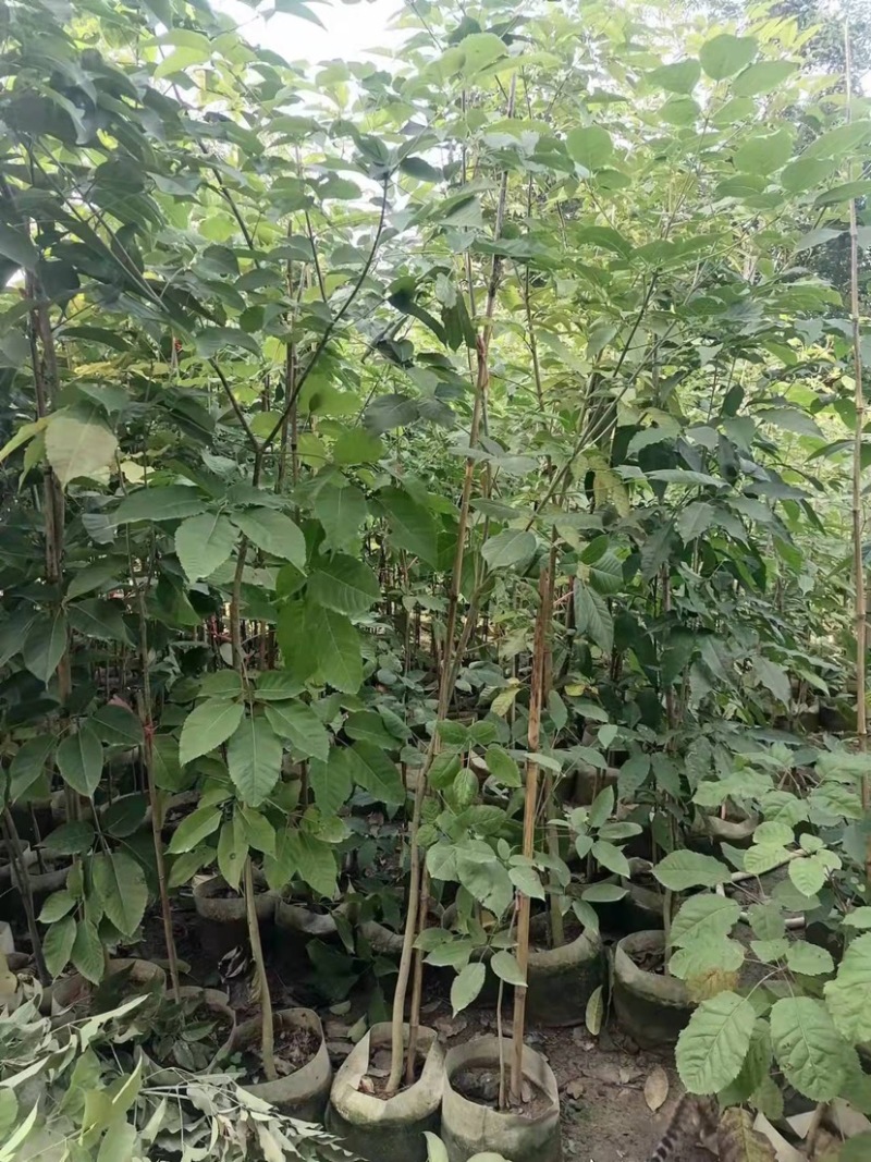 紫花风铃木，绣球紫花风铃木，30-250cm