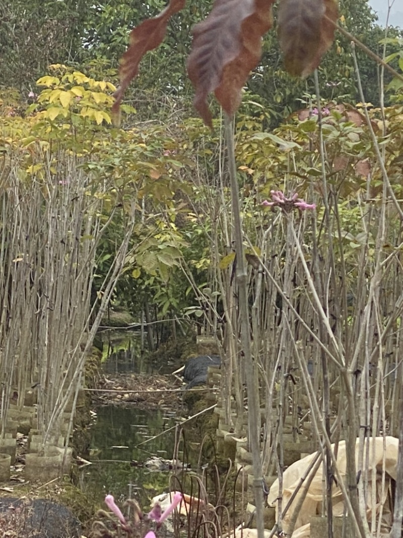 紫花风铃木，绣球紫花风铃木，30-250cm