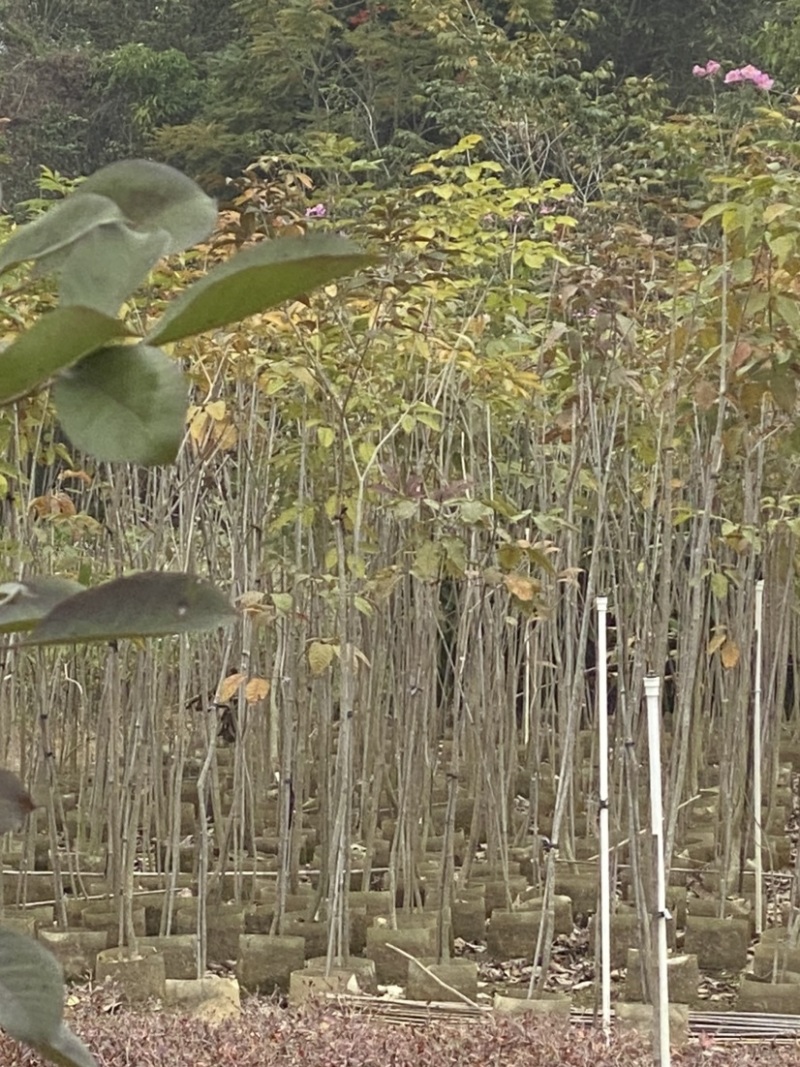 紫花风铃木，绣球紫花风铃木，30-250cm