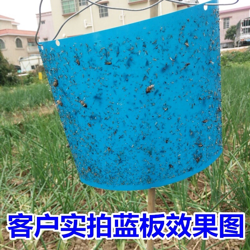 双面防水粘虫板诱虫板黄板果园大棚小黑飞粘板蓝板粘蓟马