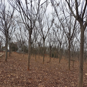 栾树、栾树3一15公分有现货供应、苗圃基地直供！