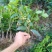 【桂花之乡产地直销】四季桂苗月月桂一年四季开花【包邮】