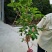 【桂花之乡产地直销】四季桂苗月月桂一年四季开花【包邮】