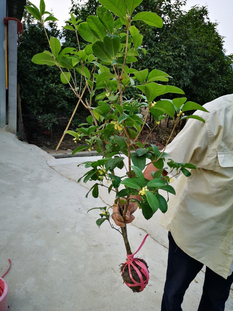 【桂花之乡产地直销】四季桂苗月月桂一年四季开花【包邮】