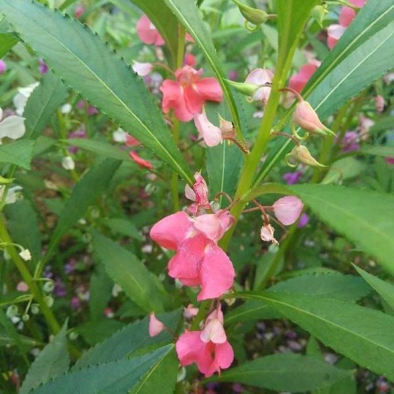 供应凤仙花种子,花期长,花色艳丽