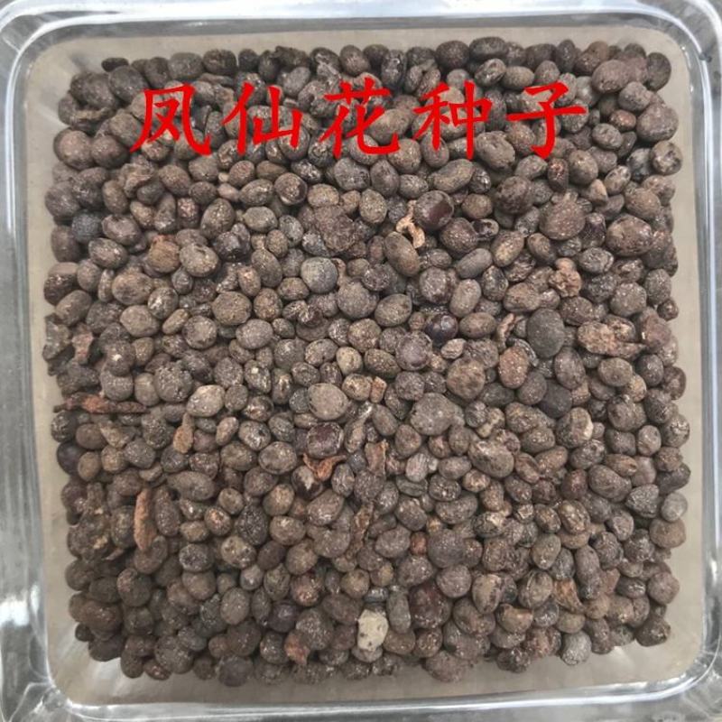 供应凤仙花种子,花期长,花色艳丽